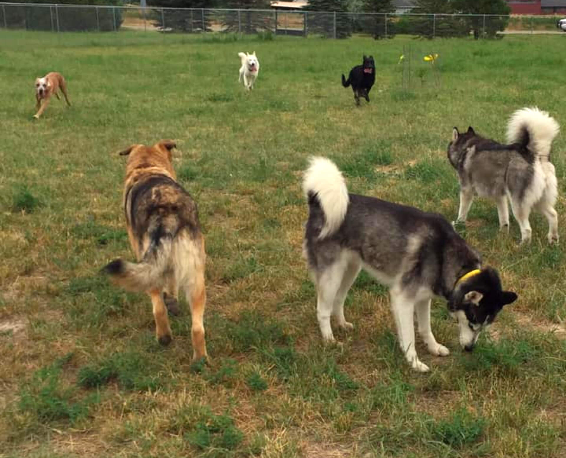6 dogs at play at monument dog park.