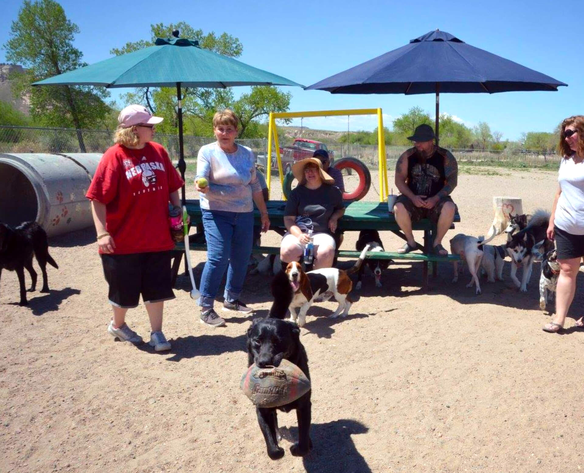 5 adults with 8 dogs enjoying time at riverside dog park.