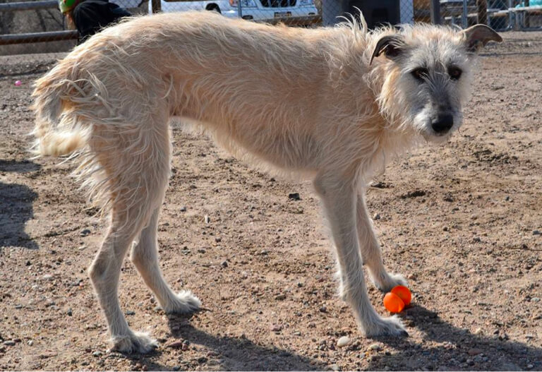 Brown dog standing with an orange ball at the feet.