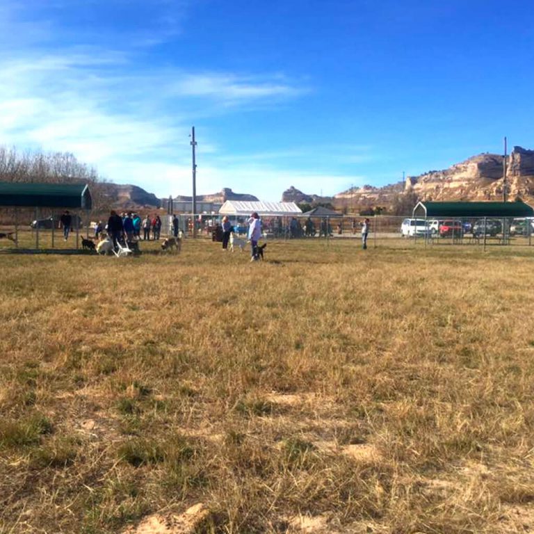 Large groups of people and dogs at Monument dog park.