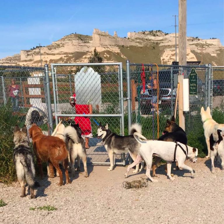 8 dogs waiting to get into Monument dog park.