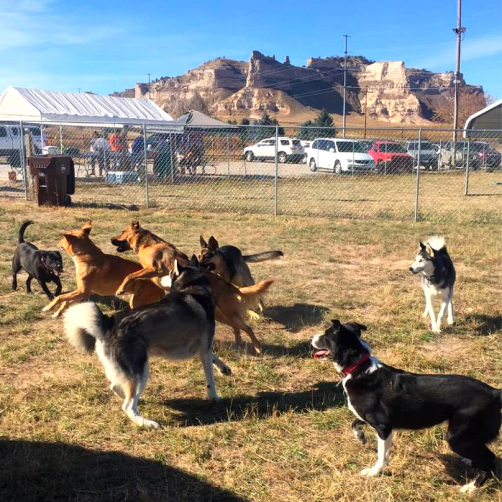 7 dogs at play. Monument dog park.